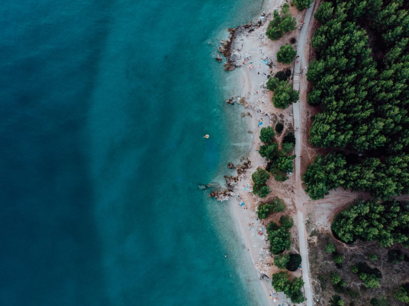 Ocean & Pine Trees Drone Shot